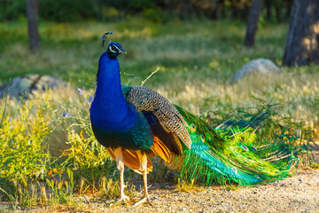 Obraz premium Beautiful male Indian peafowl blue peacock standing on ground in wild nature park