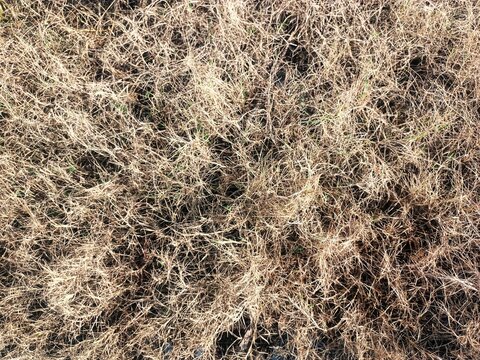 Arid ground with dried dead grass field texture during summer drought