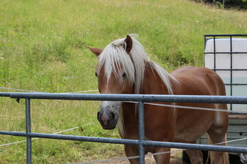 A beautiful Haflinger horse with a light blonde mane stands behind a metal fence on a green meadow in the Tyrolean countryside on a sunny summer day. © Iryna
