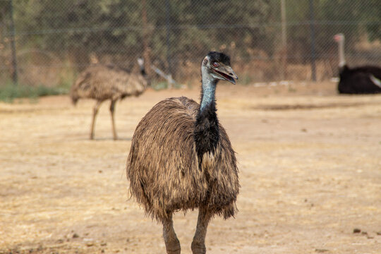 Portrait of an emu (Dromaius novaehollandiae) standing in a natural-looking environment. Ideal for wildlife, nature, biodiversity, conservation and animal behavior concepts.