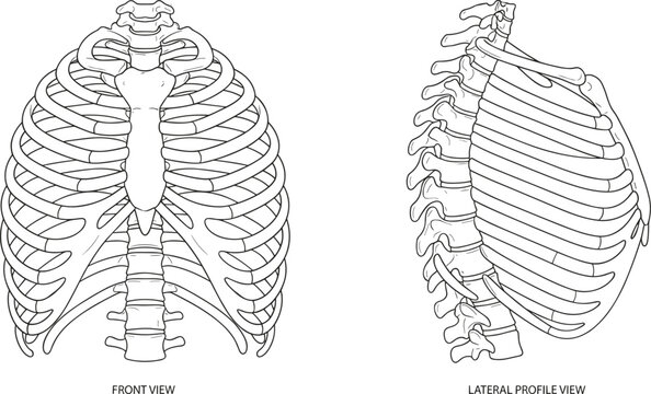 Anatomical medical illustration of human rib cage and spine in front and lateral profile views line art