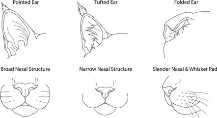 Obraz premium Collection of feline anatomical features including various cat ear types and nasal structures in line art style