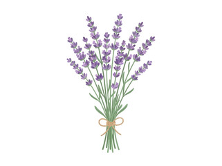 Obraz premium A beautiful watercolor illustration of a tied bouquet of purple lavender flowers.