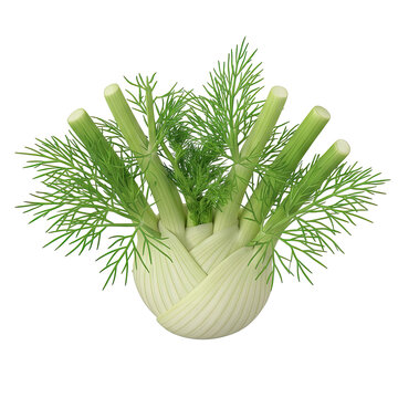 Fennel bulb with green fronds