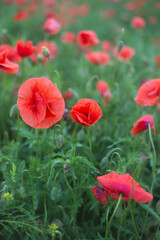 Fototapeta premium Vibrant red poppy in full bloom with green buds