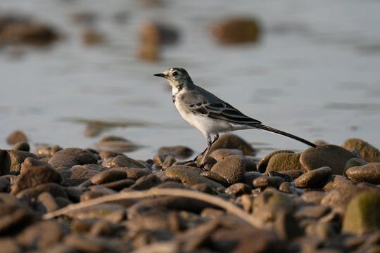 Small wagtail bird standing on a pebble beach