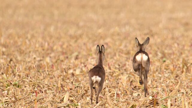 Roe deer run across a harvested corn field. The brown stalks cover the ground. The animals move away from the camera, showing their white rump patches. The deer are in motion across the dry, stubbled 