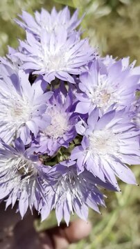 Close-up of purple Knautia degenii wildflower blooming in a sunny field, vertical video