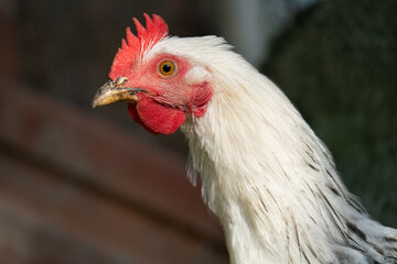 Fototapeta premium Close-up side view portrait of a white chicken on a farm