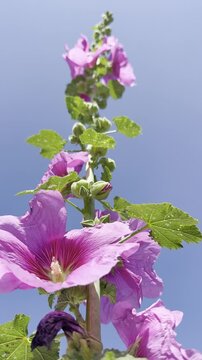 Majestic blooming hollyhock plant captured from bottom to top, vertical footage