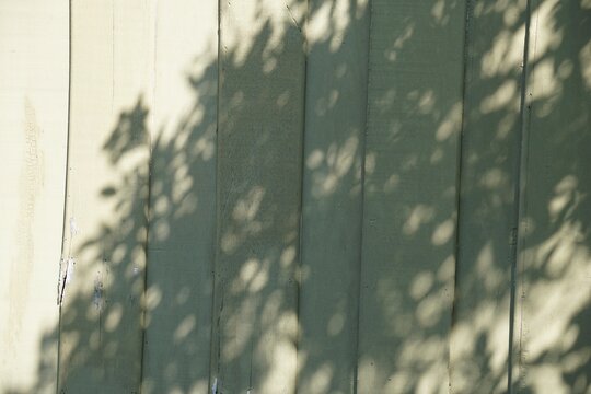 olive color on wooden background with shade of tree in morning light with copy space.