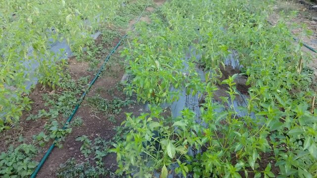 High angle wide shot of a person spraying liquid foliar fertilizer under the leaves of green basil plants