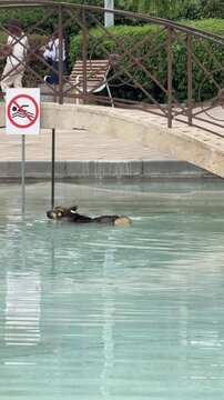 A dog swims and cools off in a city pond in a Yerevan park, Armenia.