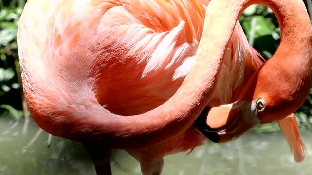 Flamingo stands on one leg at the zoo