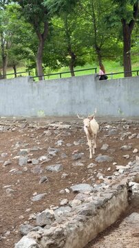 A Curious Goat in a Rocky Enclosure: A light-colored goat with small horns explores a dry, rocky enclosure with a concrete wall and distant trees. A person is visible on top of the wall, observing.