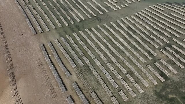 Drone top-down aerial view of geometric shellfish aquaculture patterns in Dakhla Lagoon, revealing striking parallel cultivation structures across Morocco's Atlantic coastal waters.