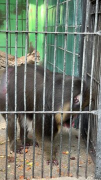 Captive Mandrill Behind Bars: A mandrill monkey with distinctive facial markings and a powerful build is confined within a metal cage, its living space a stark contrast to its natural habitat.