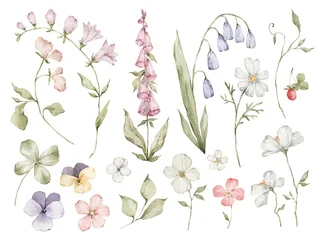 Watercolor wild meadow flowers. Elegant summer botany, foliage, violet, daisy, bluebell  © Kate K.