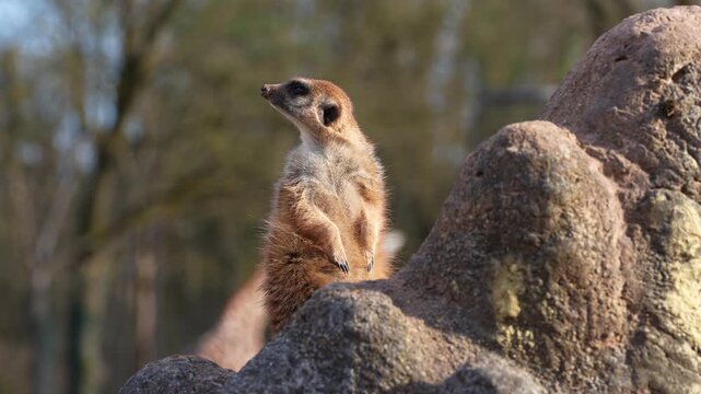 Meerkat, Suricata suricatta sitting on a stone and looking into the distance in order to spy on enemies and warn the herd