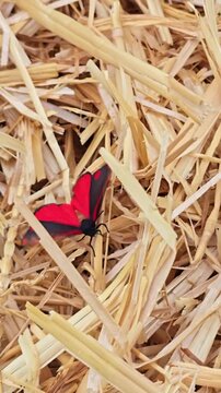A red and black moth spreads its wings on golden straw, vertical macro.