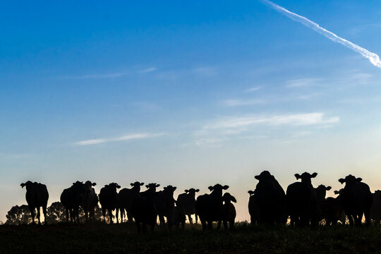 Silhouette of a beef cattle herd standing on a green pasture under a bright blue sky with light clouds during sunset in Brazil. 