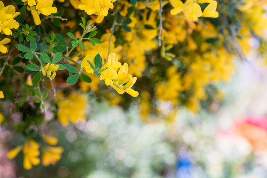 Bright yellow broom flowers blooming on green branches in spring sunlight