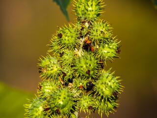 Fototapeta premium A detailed close-up shot of a vibrant green castor bean plant, featuring its characteristic spiky seed pods and large palmate leaves. 