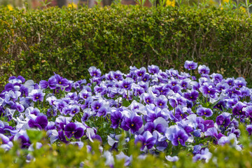 Obraz premium Purple and lavender pansy flowers blooming in a spring garden flowerbed