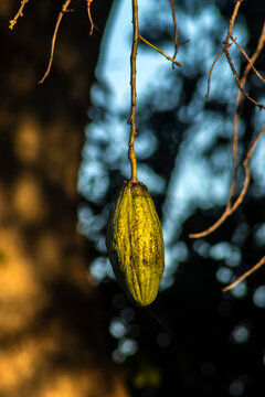 A close-up of developing green seed pods on the branches of a white floss-silk tree (Ceiba insignis), a species native to the Brazilian flora belonging to the Malvaceae family. 