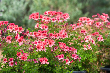 Obraz premium Coral pink Pelargonium flowers blooming abundantly among finely divided green leaves