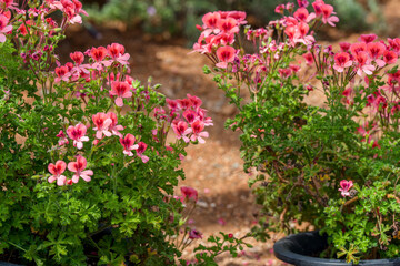 Naklejka premium Coral pink Pelargonium flowers blooming in outdoor garden pots during spring and summer