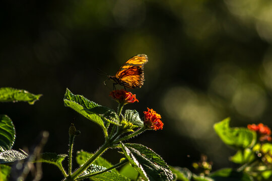 A vibrant orange and black Juno longwing butterfly (Dione juno) collecting nectar from a blooming orange cambara flower (Lantana camara) in the wild nature of Brazil, 