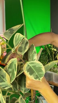 Fastening Variegated Rubber Plant Stem To Support Using Zip Tie