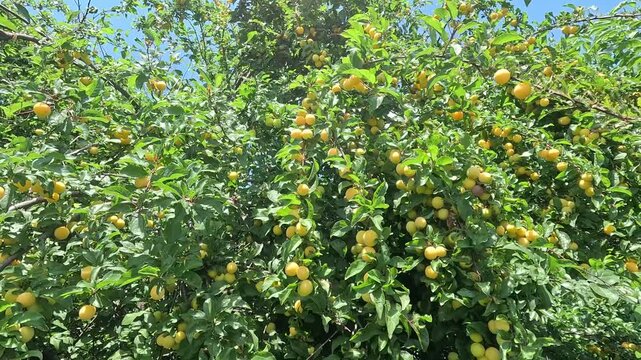 Tree branches laden with ripe cherry plums or mirabelle plums. This type of fruit tree (Prunus cerasifera or Prunus domestica subsp. syriaca)