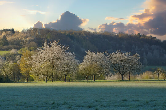 Blooming fruit trees on a meadow in front of a wooded slope in spring.