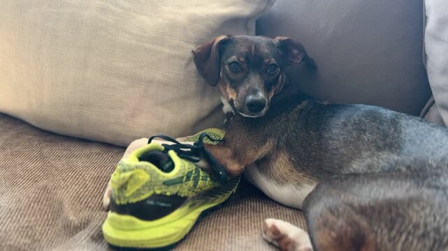 Dachshund dog on couch holding sneaker, close-up video
