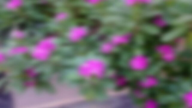 Abstract Defocused Pink Madagascar Periwinkle (Catharanthus roseus) Flowers with Green Bokeh Background