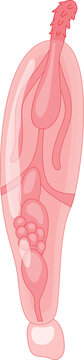Acanthocephalan Worm