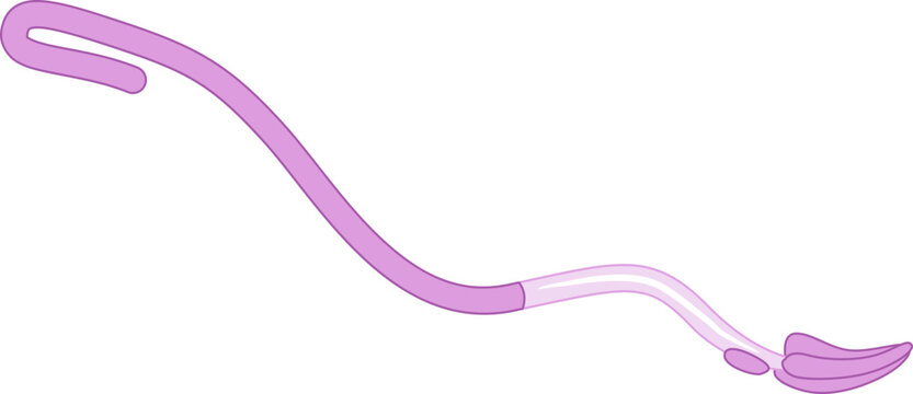 C. Elegans Male Gonad Arm