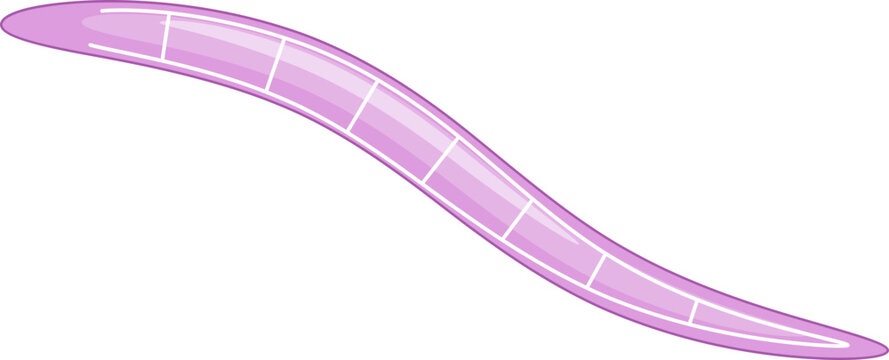C. Elegans Nervous System