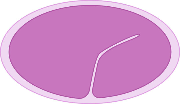 C. Elegans Cross Section Tissue Elongation