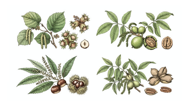 Vintage botanical nut illustrations, hand drawn hazelnut walnut chestnut and pecan branches, antique scientific plant vector set for packaging
