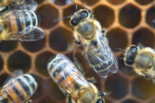 Honeybees on a honeycomb in macro shot