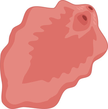 Liver Fluke