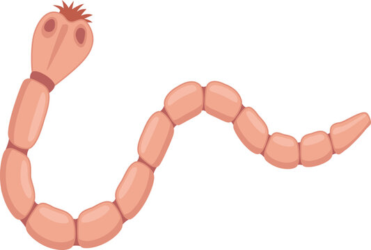 Rat Tapeworm Simple