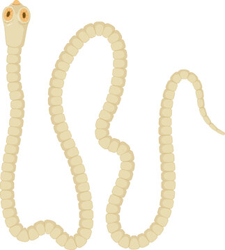 Rat Tapeworm Hymenolepis diminuta adult