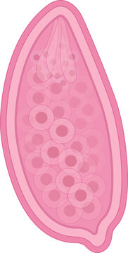 Schistosoma Haematobium Egg