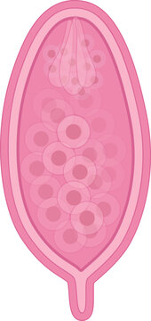Schistosoma Curassoni Egg 2