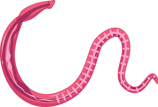 Schistosoma Haematobium Female