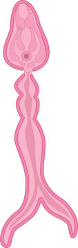 Schistosoma Mansoni Cercariae